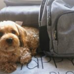 Fluchtrucksack für Haustiere packen: Was du für Hund und Katz dabei haben solltest. Foto: HMWDB