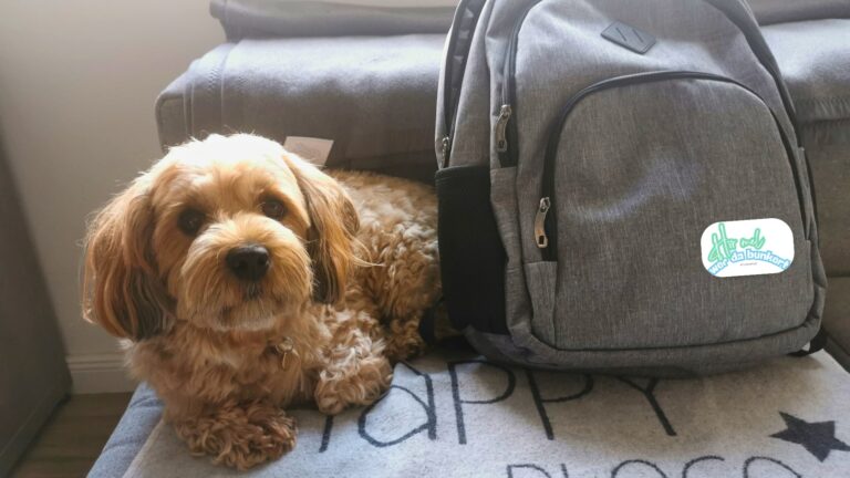 Fluchtrucksack für Haustiere packen: Was du für Hund und Katz dabei haben solltest. Foto: HMWDB